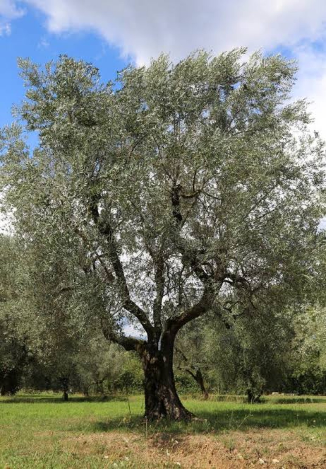 Koura, Lebanon — local area image for 3S Media service coverage.
